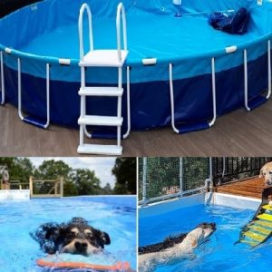 12ft x 52in Round Caribbean Above Ground Dog Pools