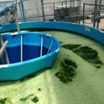  Algae In Above Ground Pools