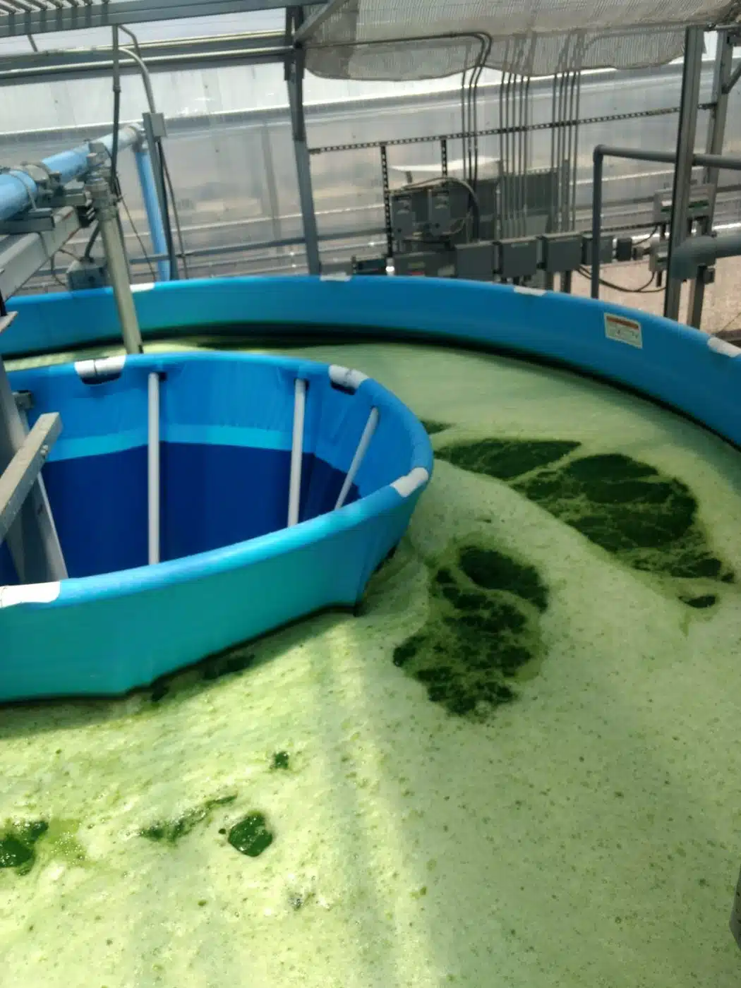  Algae In Above Ground Pools