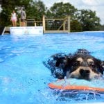 Above Ground Pools for dogs