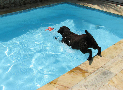 Pools For Dogs