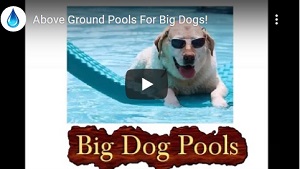 Big Dog Pool Video