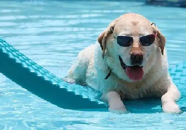Top Ten Questions About Above Ground Pools For Dogs