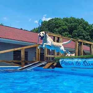 Dock Dog Diving Pools