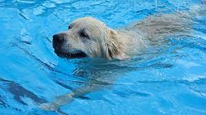Washington DC Metro Dog Pools For Sale