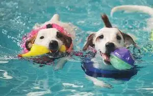 Miami Dog Pools For Sale