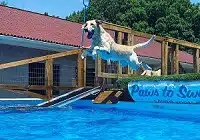 Above Ground Pools For Dogs
