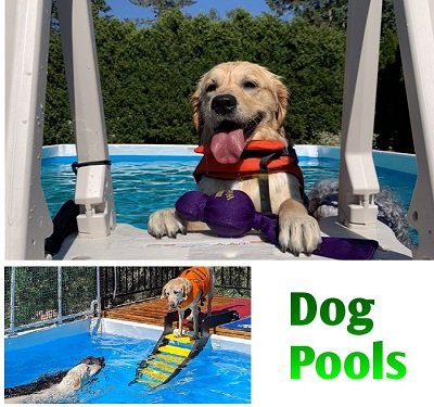 Above Ground Pools For Dogs Videos