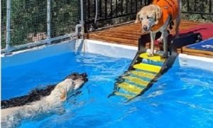 Above Ground Pools For Dogs