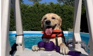 Happy Dogs Have Paradise Pools - Video