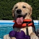 Above Ground Pools For Dogs