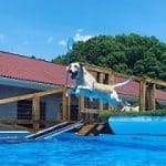 Dock Dog Pools - Competition Jumping