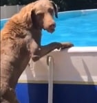 Tough Pools For Rough dogs