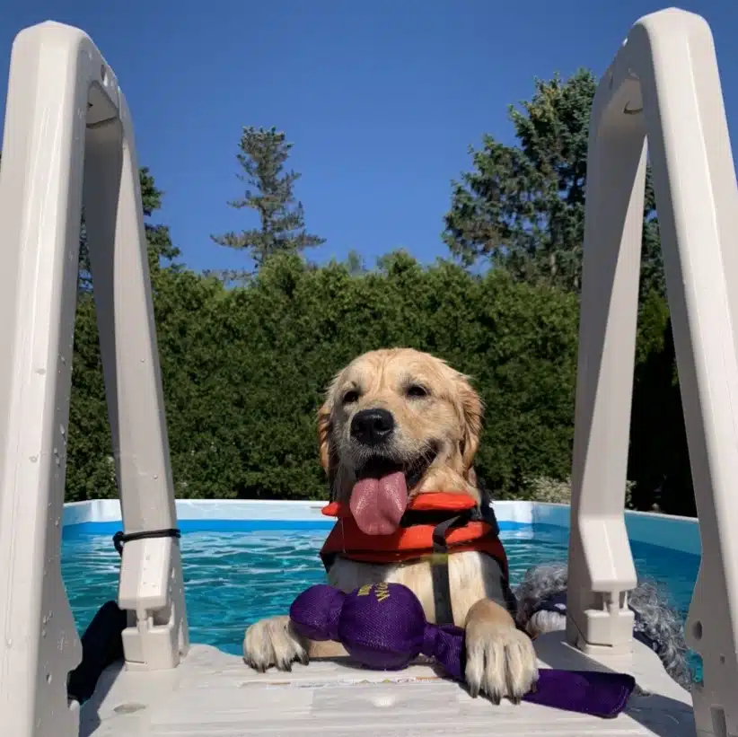 Make Your Dog A Happy Dog