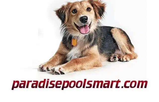 Make Your Dog a Happy Dog - Above Ground Pools For Dogs